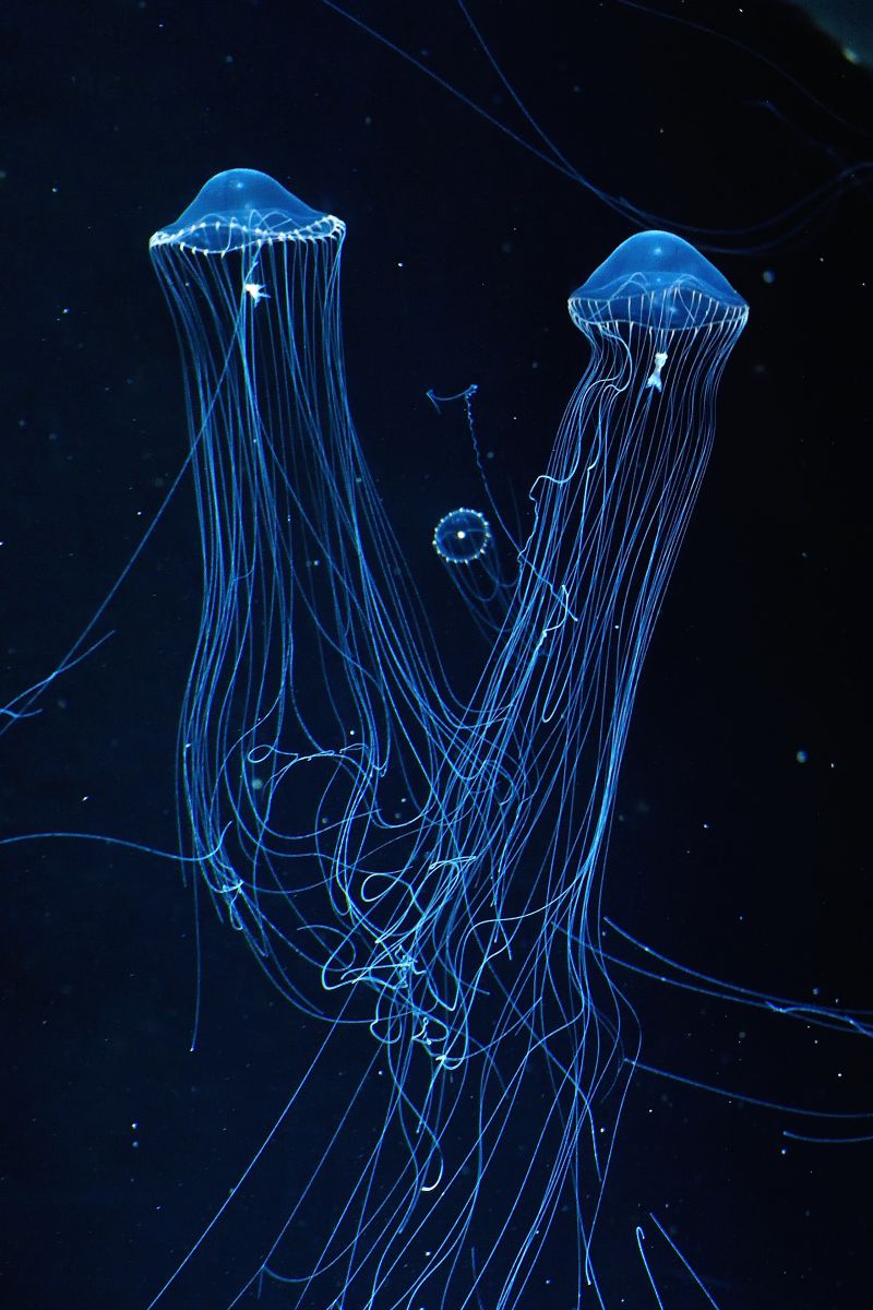 手をつなぐ 動物 その他の海の生物 Ganref