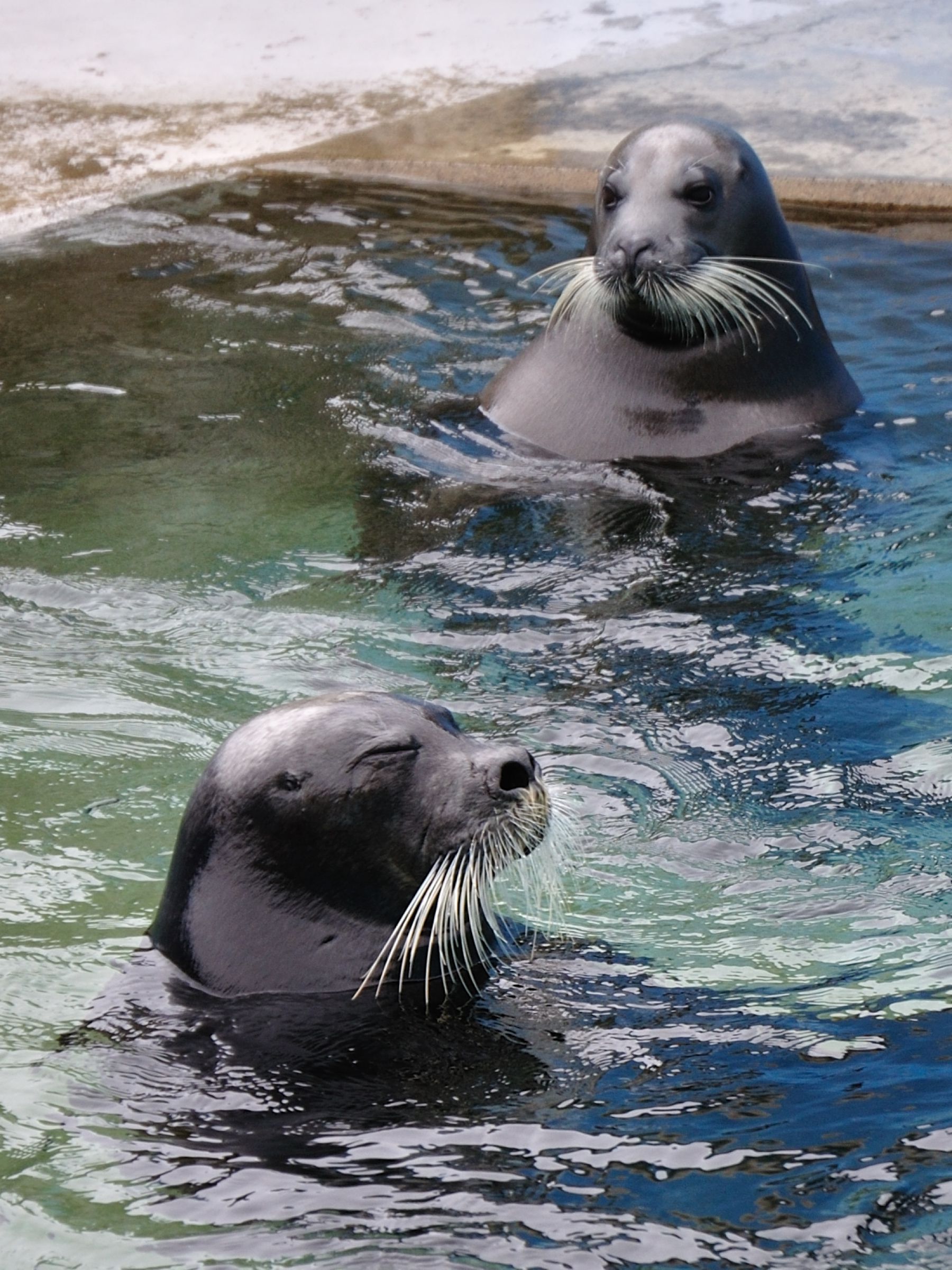 温泉ポスター？ | GANREF