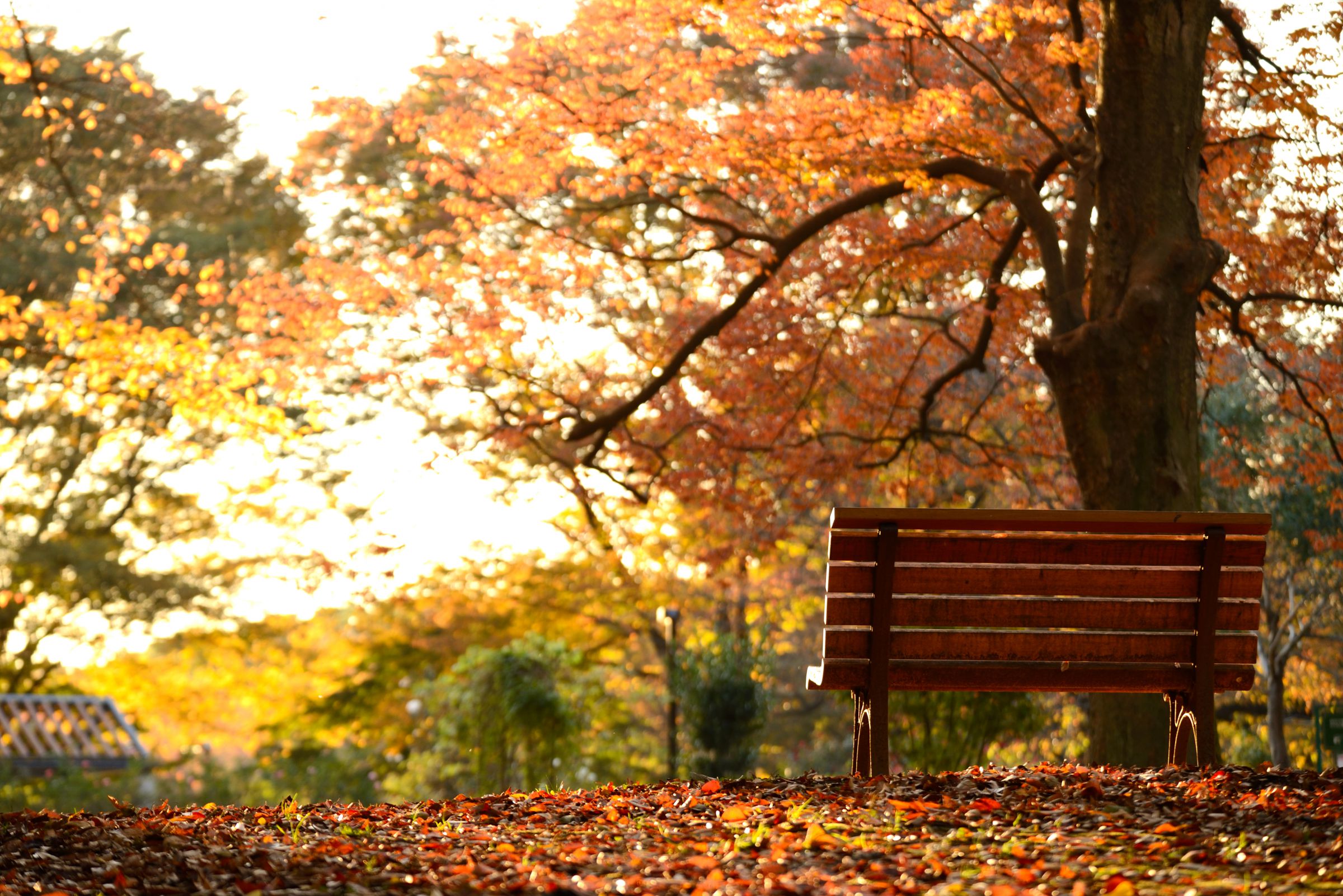 紅葉オーダーページ 俯瞰紅葉之図 | GANREF