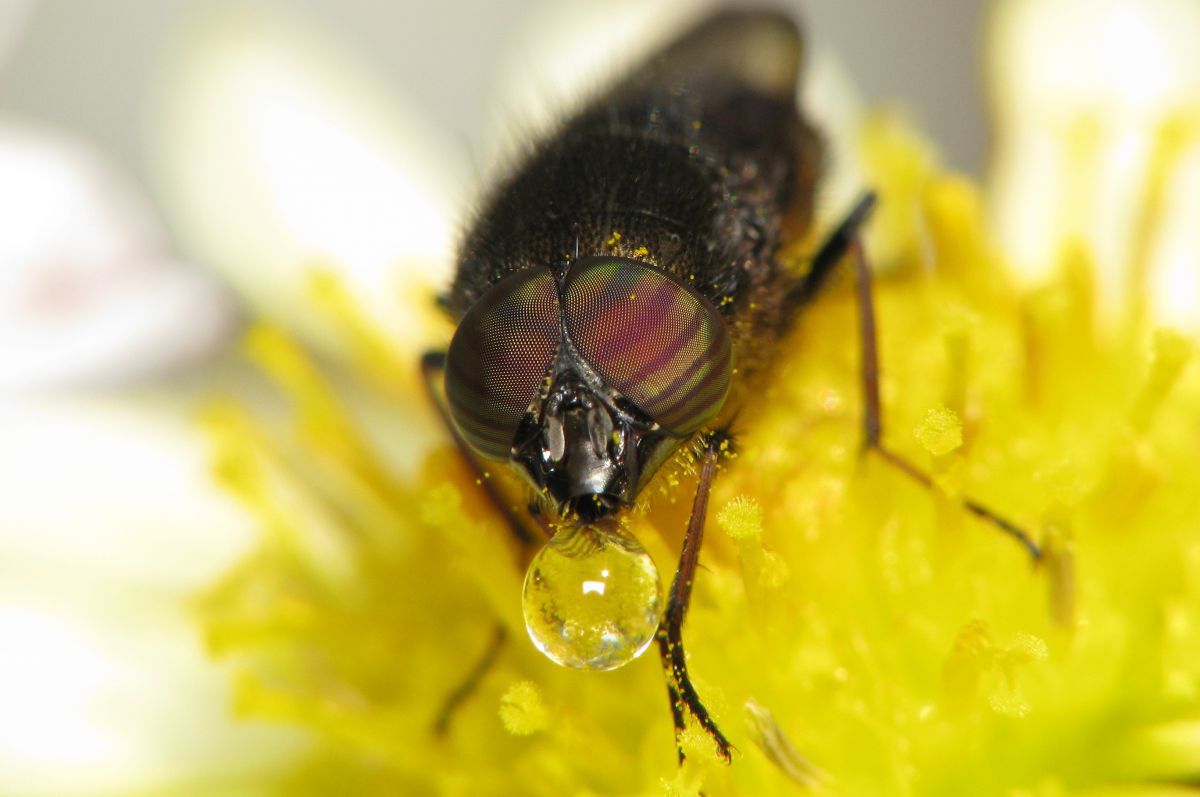 鼻提灯 動物 虫 昆虫 Ganref