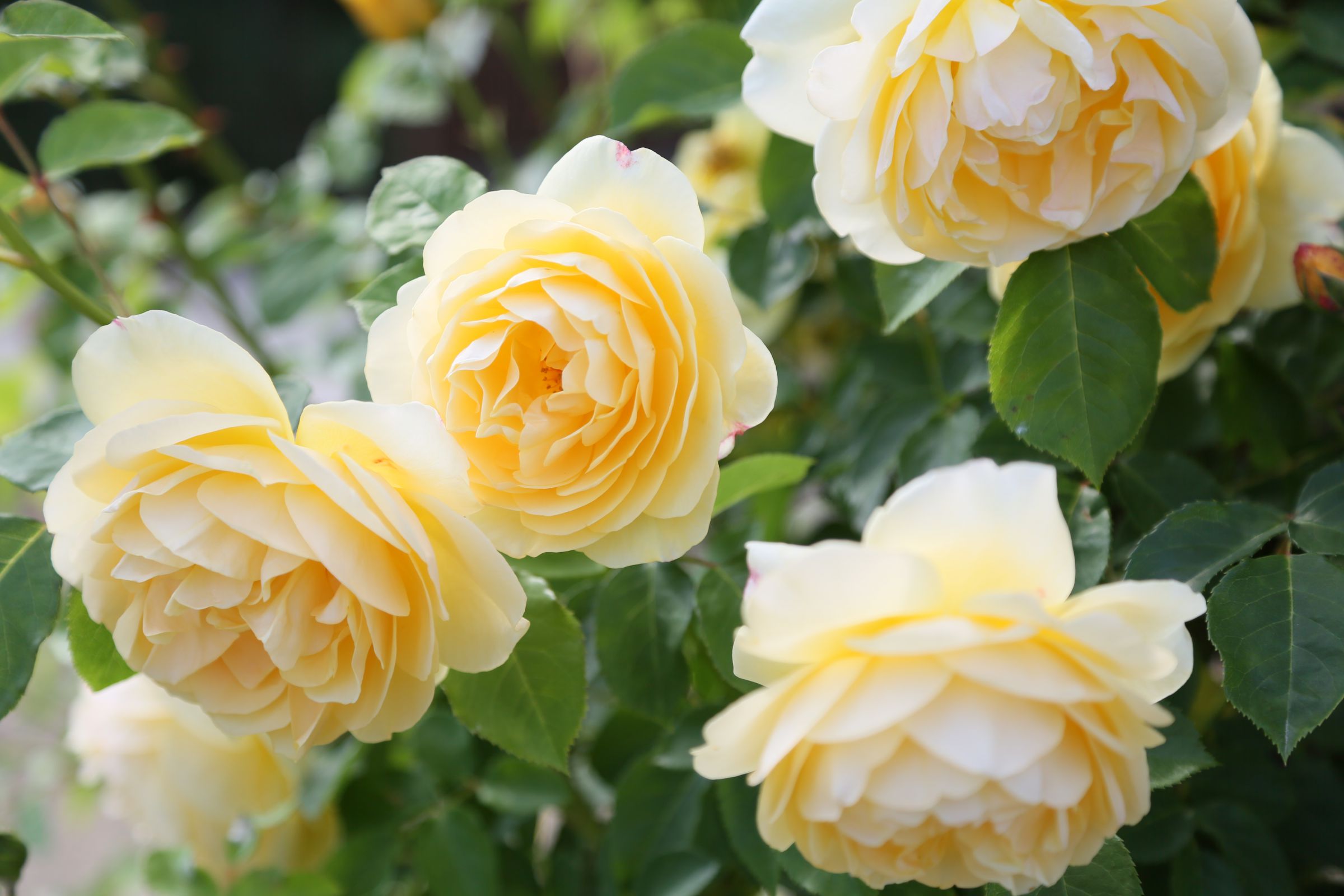 黄色い薔薇(プロフ必読)様 リクエストページ 幸せの黄色い薔薇 | GANREF