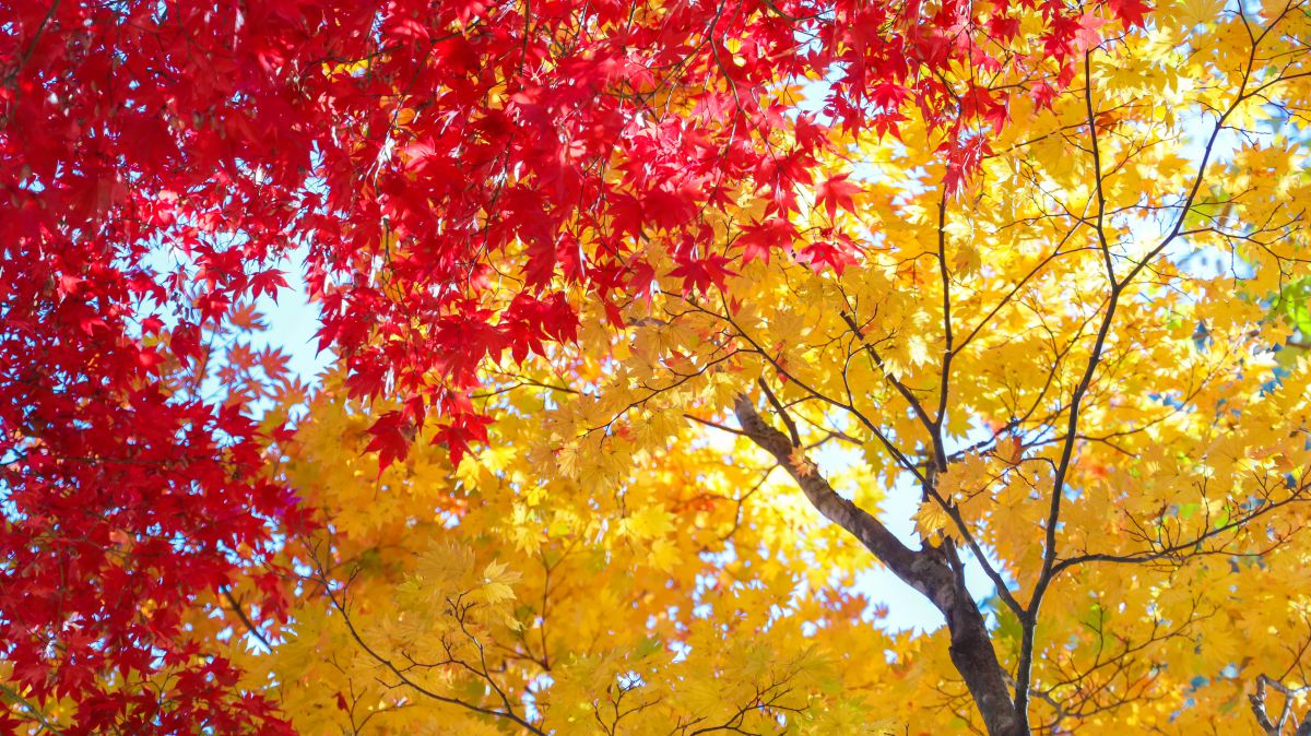 赤と黄色 植物 草 葉 芽 Ganref 赤と黄色 植物 草 葉 芽 Ganref
