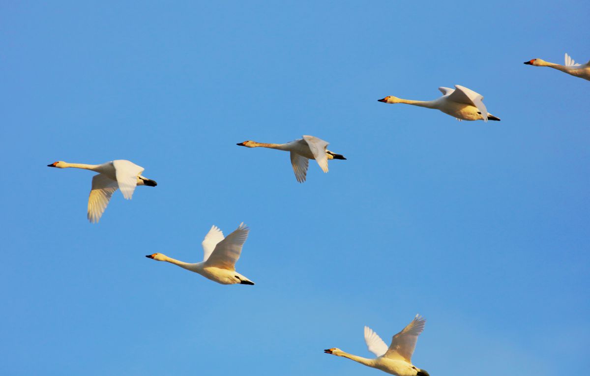 群れをひきいて 動物 鳥類 Ganref