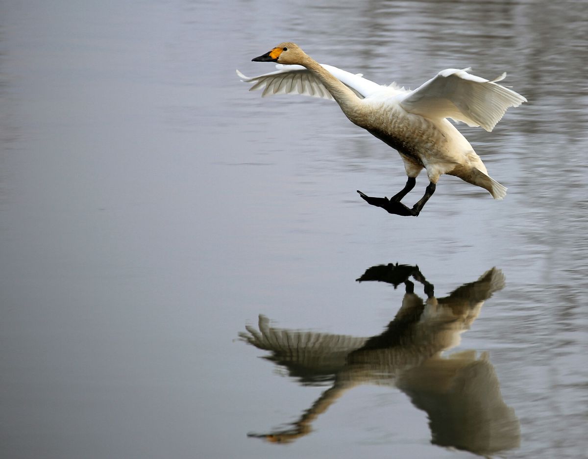 白鳥 水面に写る 動物 鳥類 Ganref