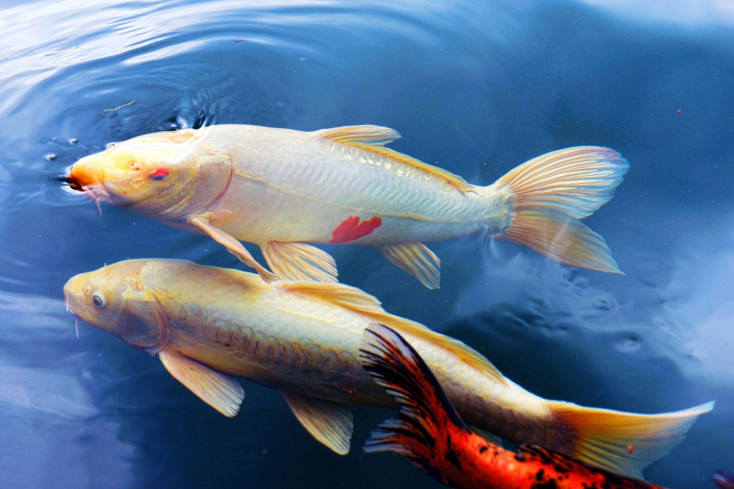 伝説の鯉・幸せを招く鯉 | GANREF