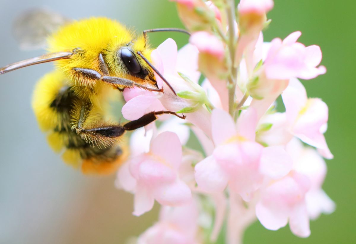 陽ざしの中で 動物 虫 昆虫 Ganref