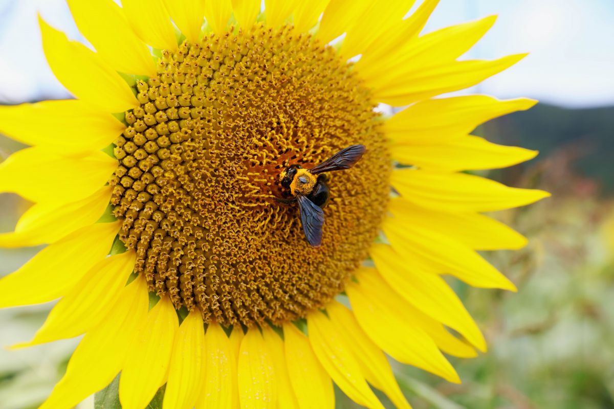 ひまわりに誘われて 動物 虫 昆虫 Ganref