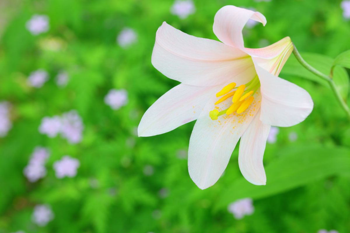 姫小百合 植物 花 花びら Ganref
