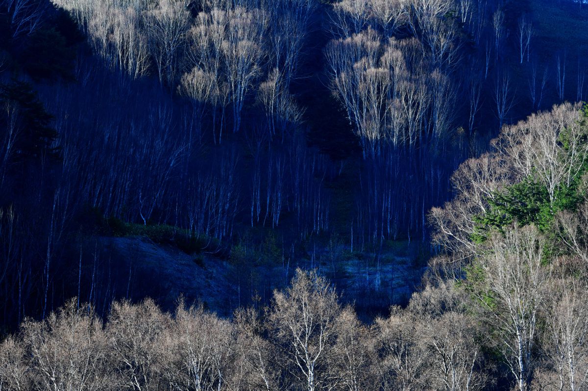 ニコン D850 用 カメラ ライブビューモニター Nikon D850 Dragonframe のセットアップ手順