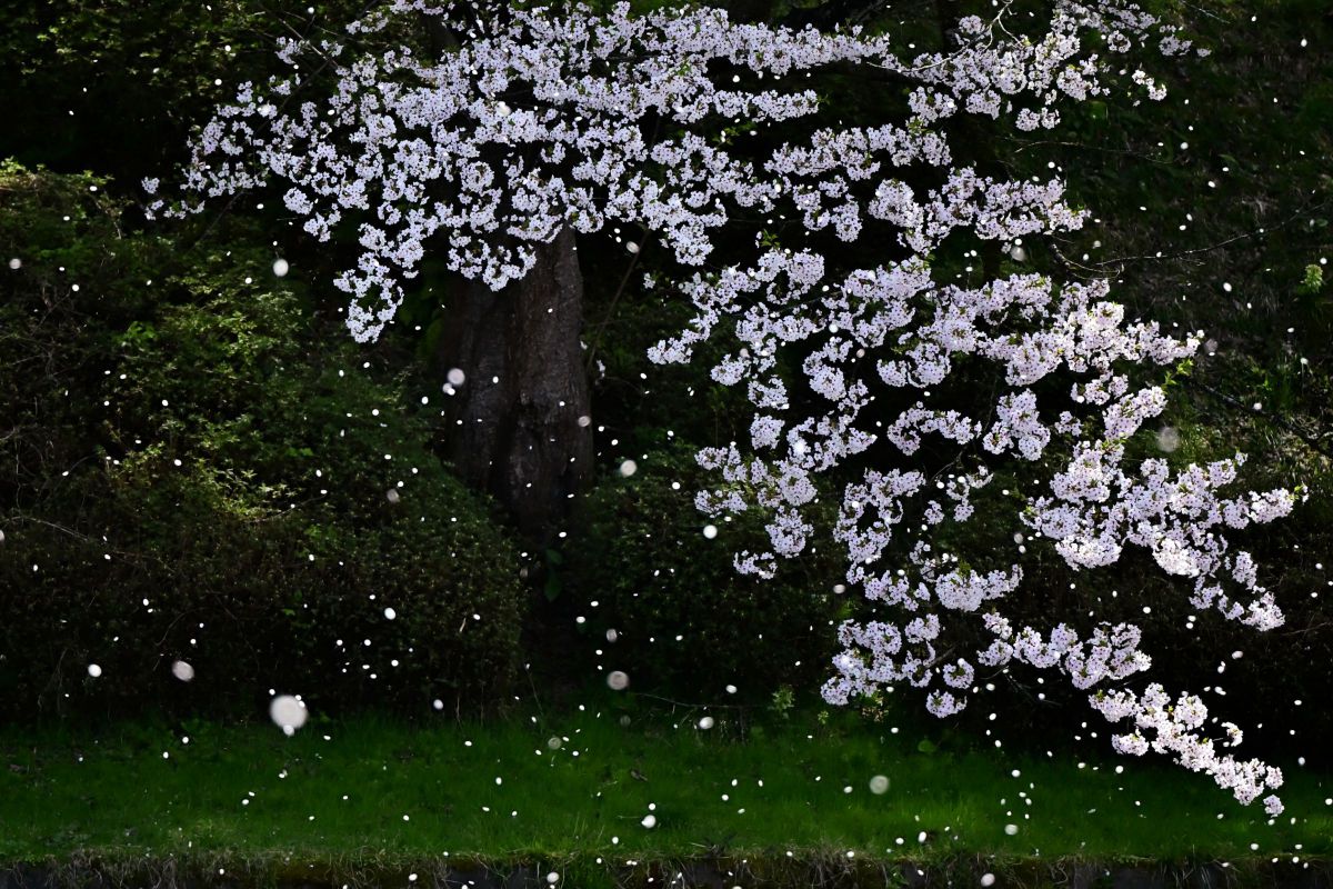 NIKKOR Z 70-180mm f/2.8で撮影された写真 | 写真検索 | GANREF