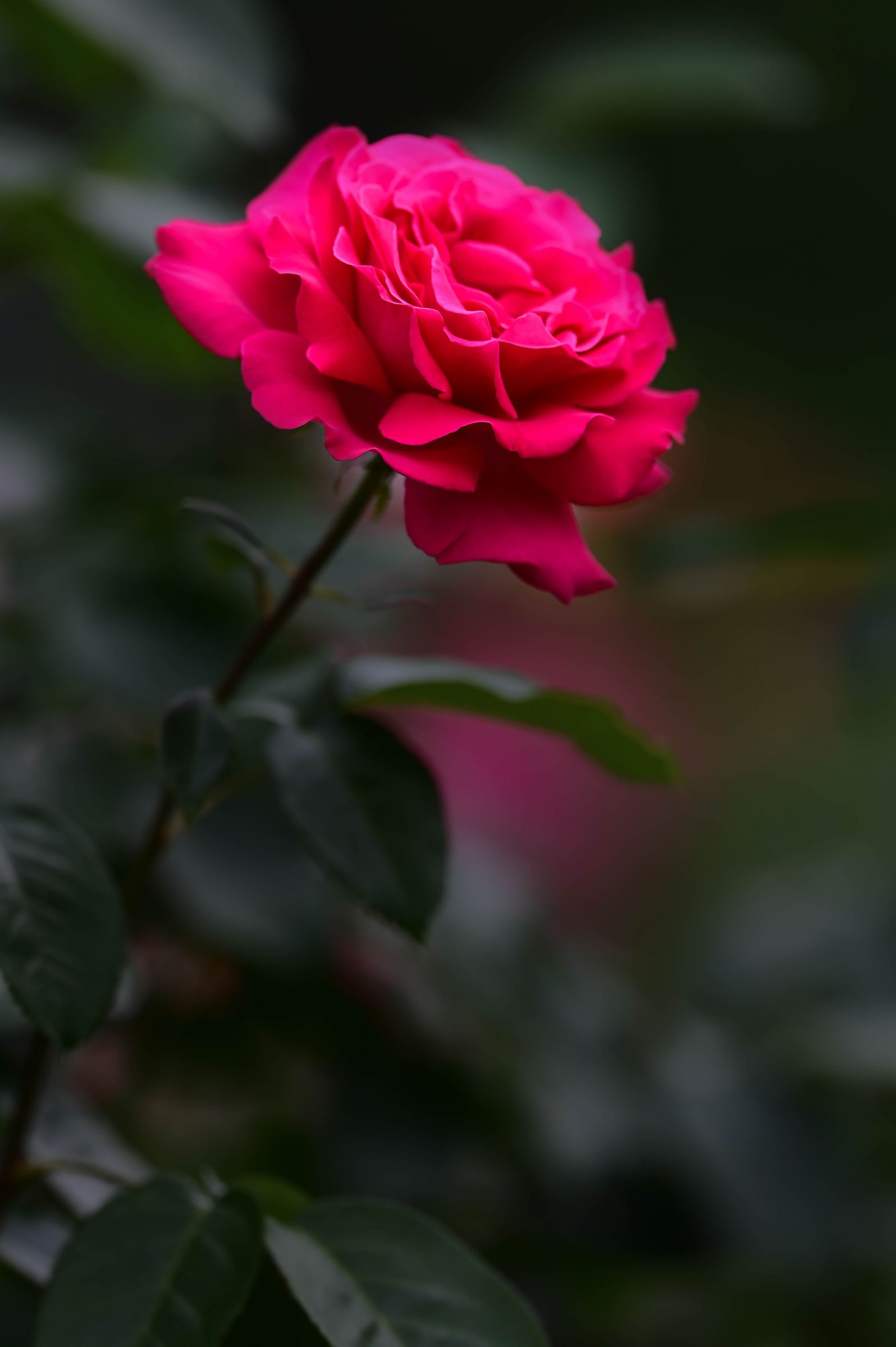 薔薇一凛 | GANREF