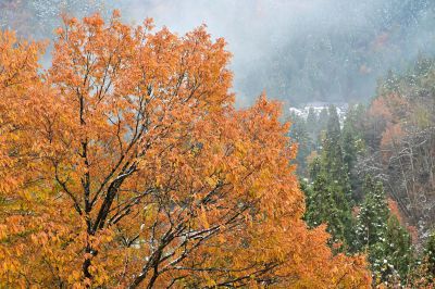 初雪降る頃　②    NIKKOR Z 24-70mm f/2.8 S II 