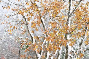 写真 サムネイル