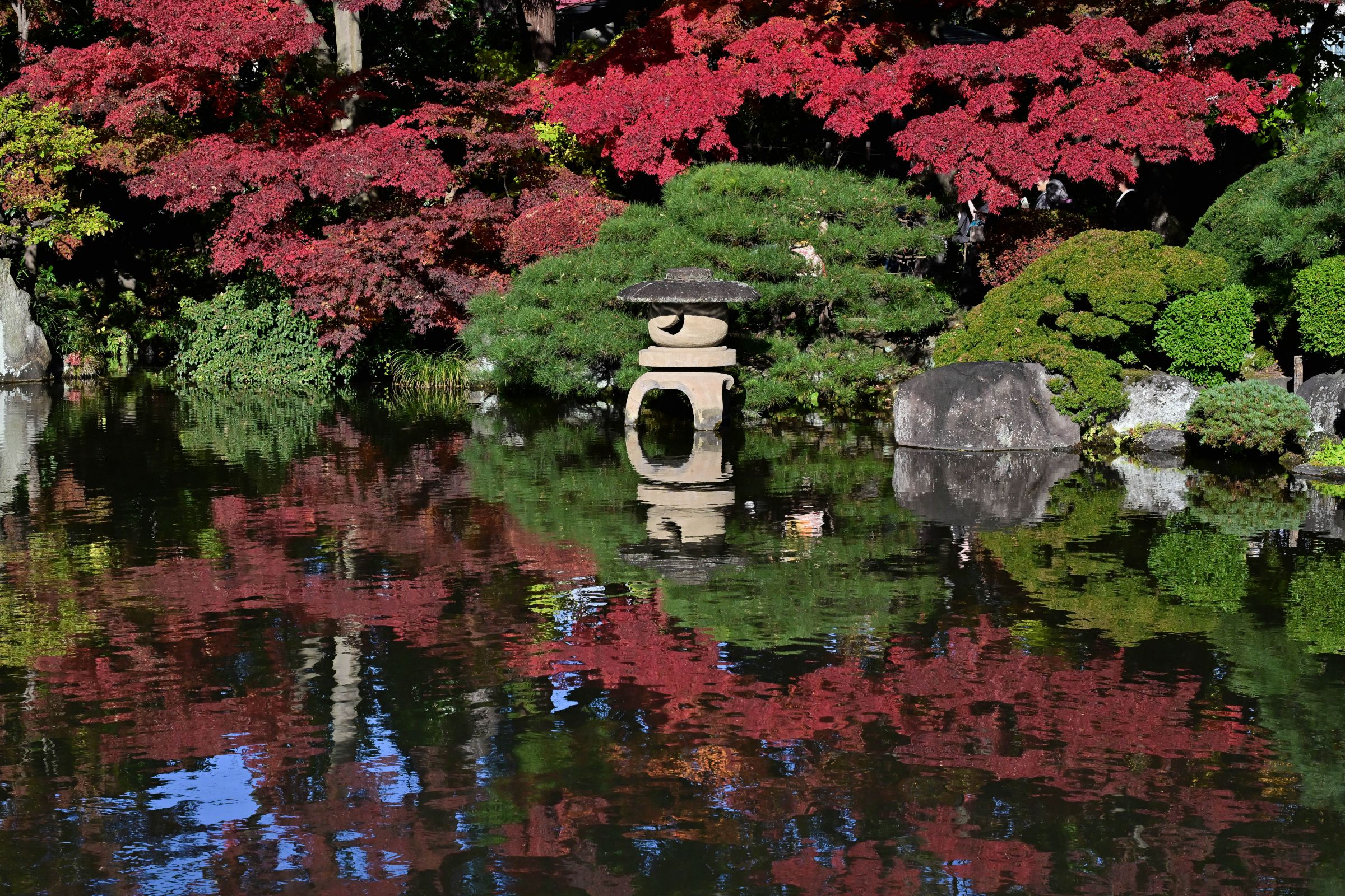 もみじ公園の紅葉 ① NIKKOR Z 24-120mm f/4 S | GANREF