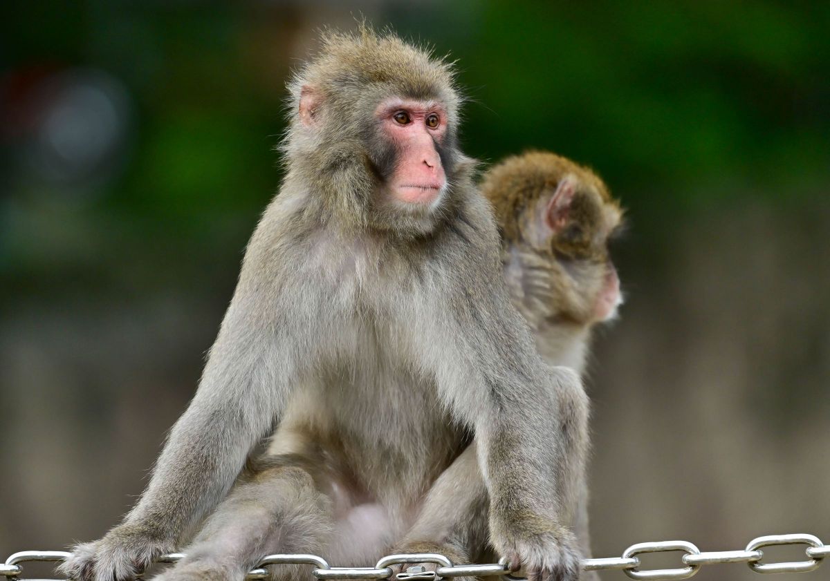 猿の親子 | GANREF