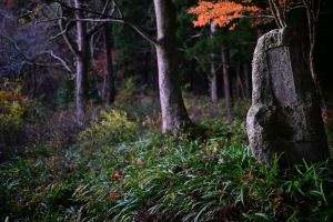 もみじ公園の紅葉 ① NIKKOR Z 24-120mm f/4 S | GANREF