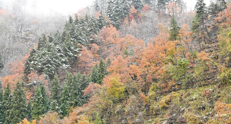 初雪降る頃　①   NIKKOR Z 24-70mm f/2.8 S II 