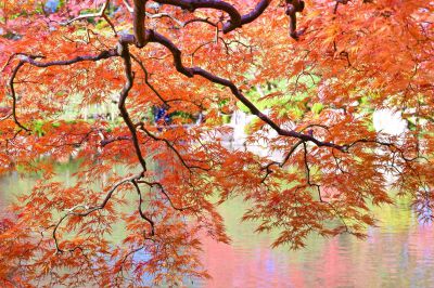 もみじ公園の紅葉 ① NIKKOR Z 24-120mm f/4 S | GANREF