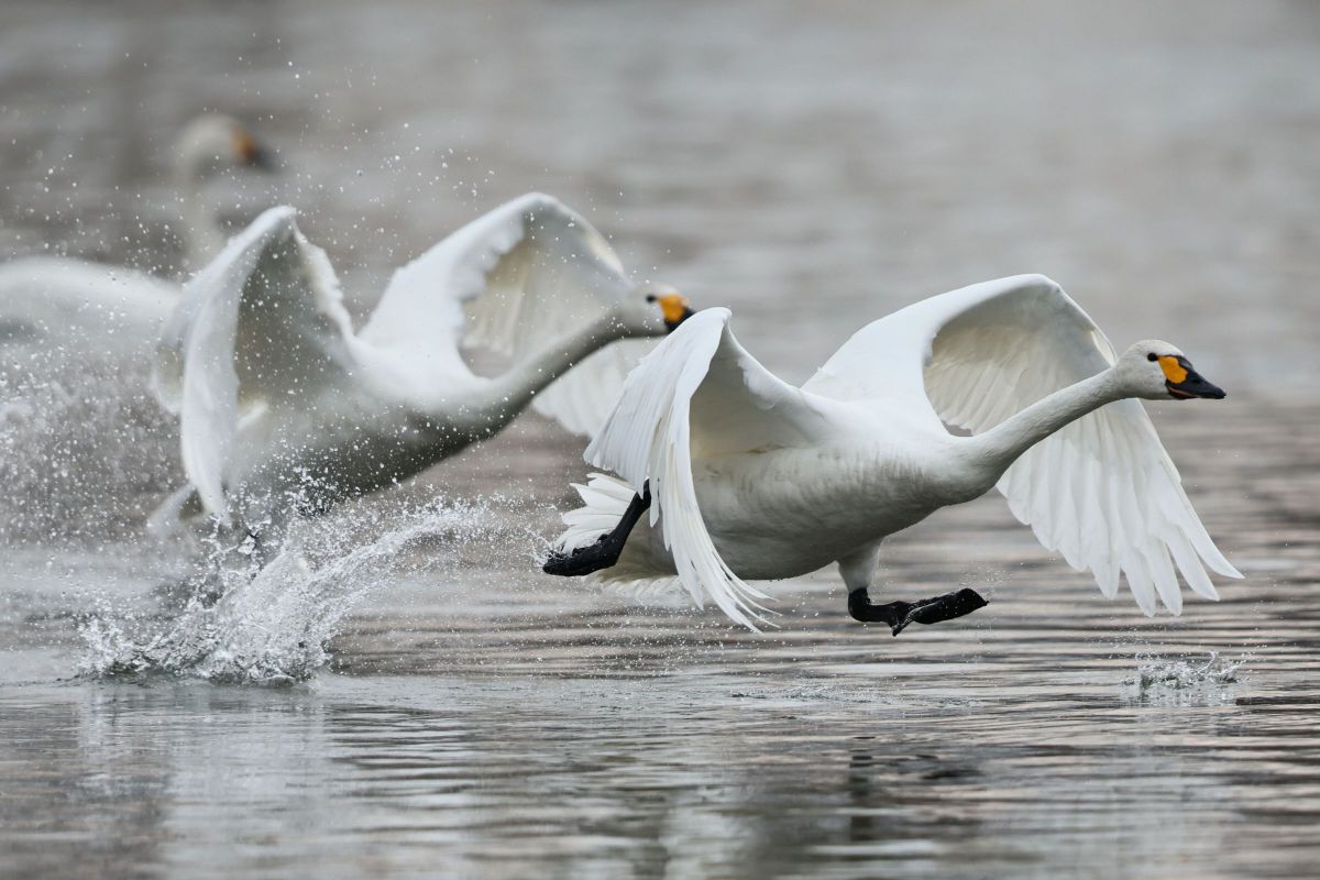 俺たちひょうきん族 GANREF
