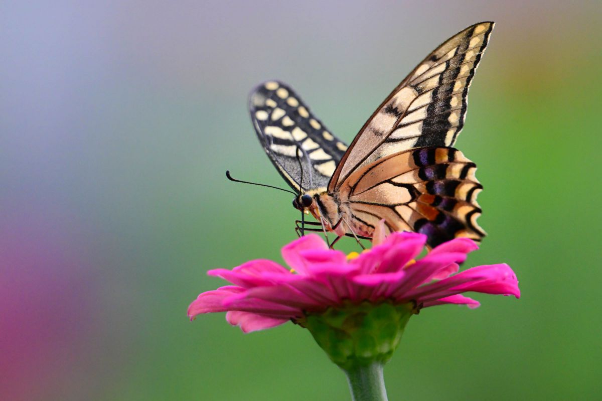 参考写真③ NIKKOR Z 800mm f/6.3 VR Sで撮影された写真 | 写真検索 | GANREF