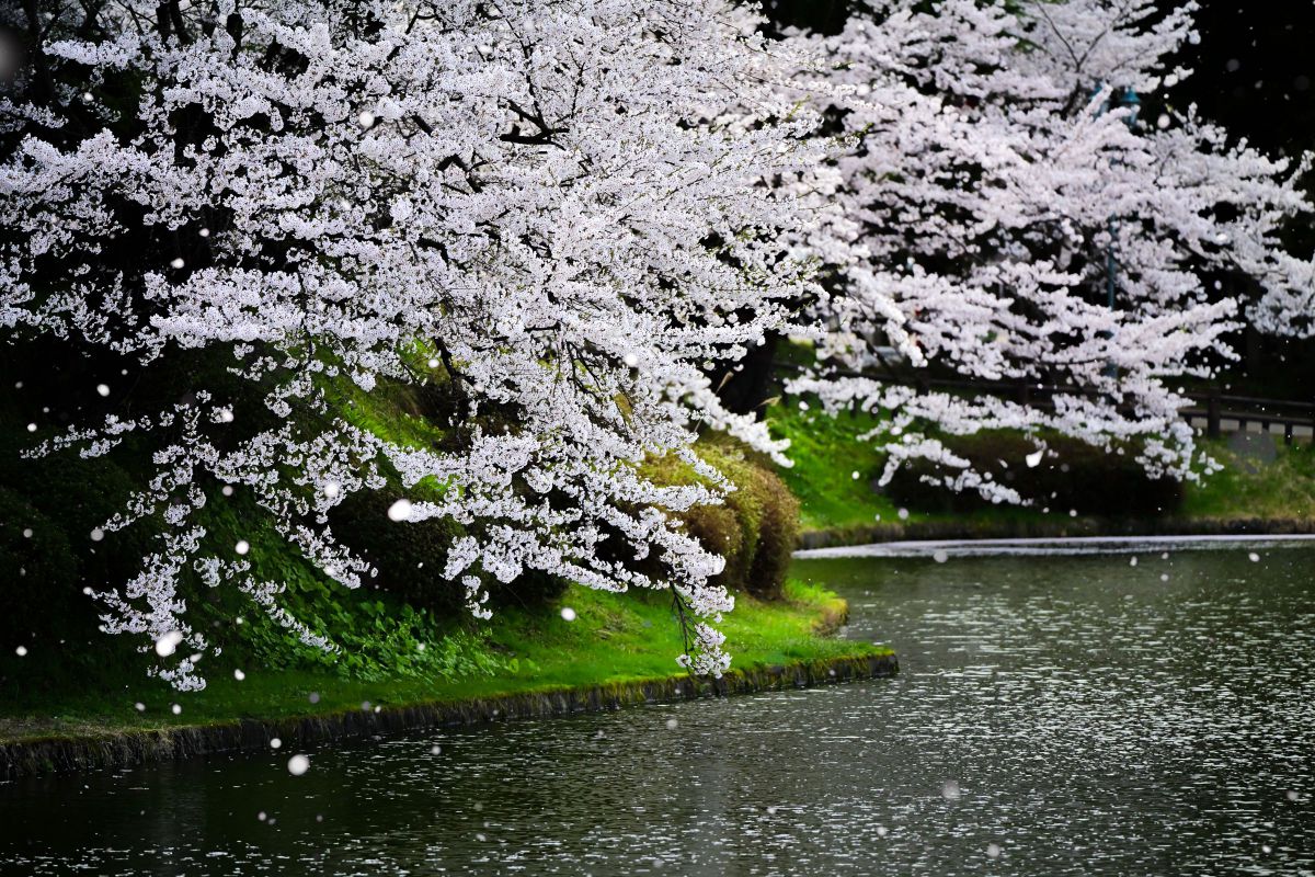 NIKKOR Z 70-180mm f/2.8で撮影された写真 | 写真検索 | GANREF
