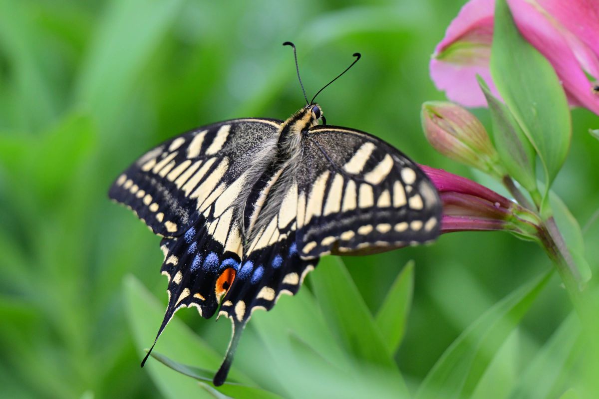 アクリル画　18×18 Z/X -Zillions of enemy X- Z/X iDOL Project GALAXi LiVE HOP！STEP