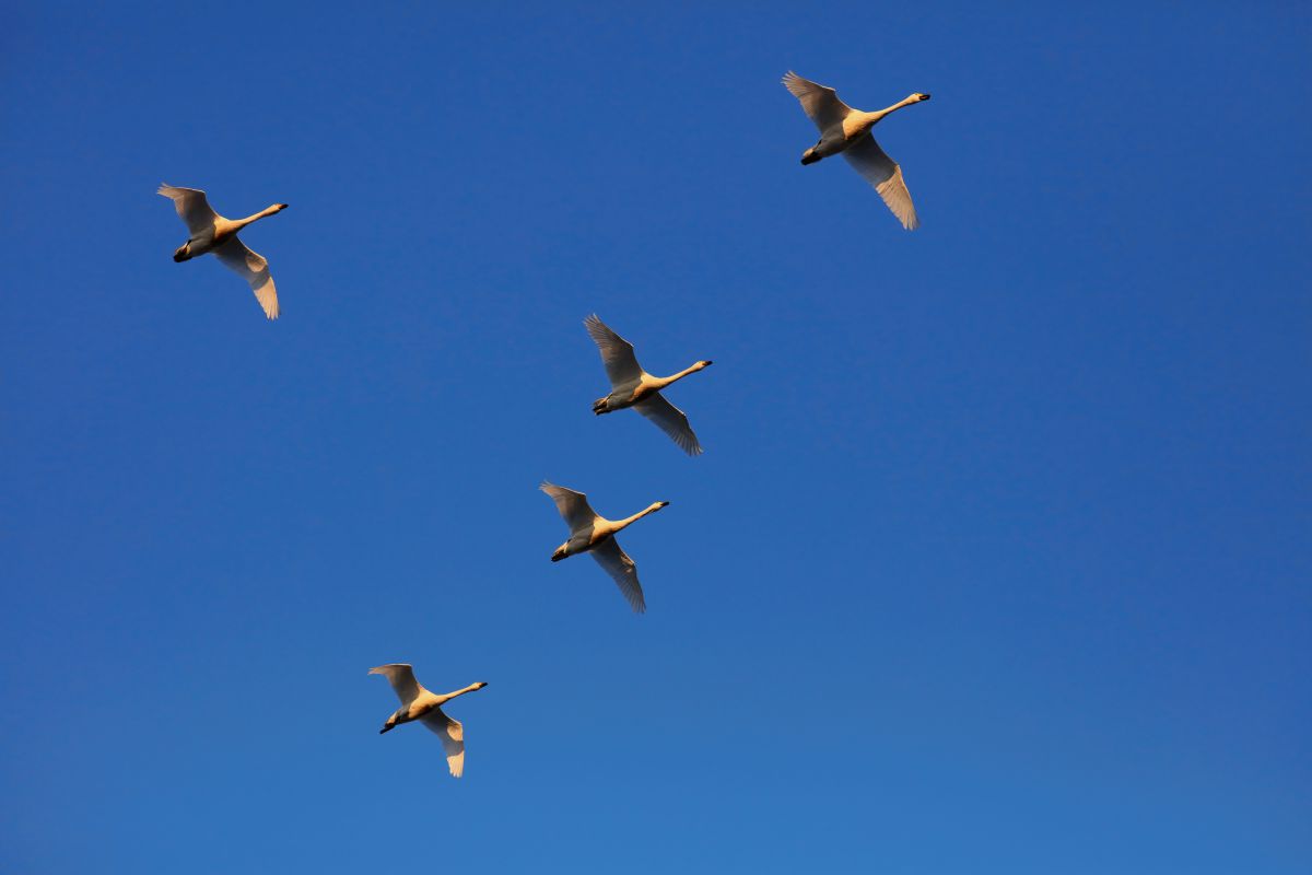 青空飛行隊 動物 鳥類 Ganref 青空飛行隊 動物 鳥類 Ganref