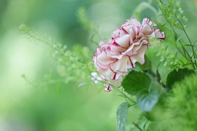 みんなが撮影したカーネーションの写真 Ganref みんなが撮影したカーネーションの写真 Ganref