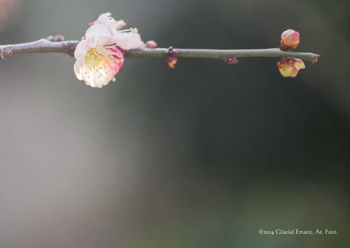 雨のち晴れ GANREF