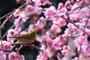 昭和　レトロ　椿　メジロ？ 827571e0eac505c3f25dfb3d8b2e02