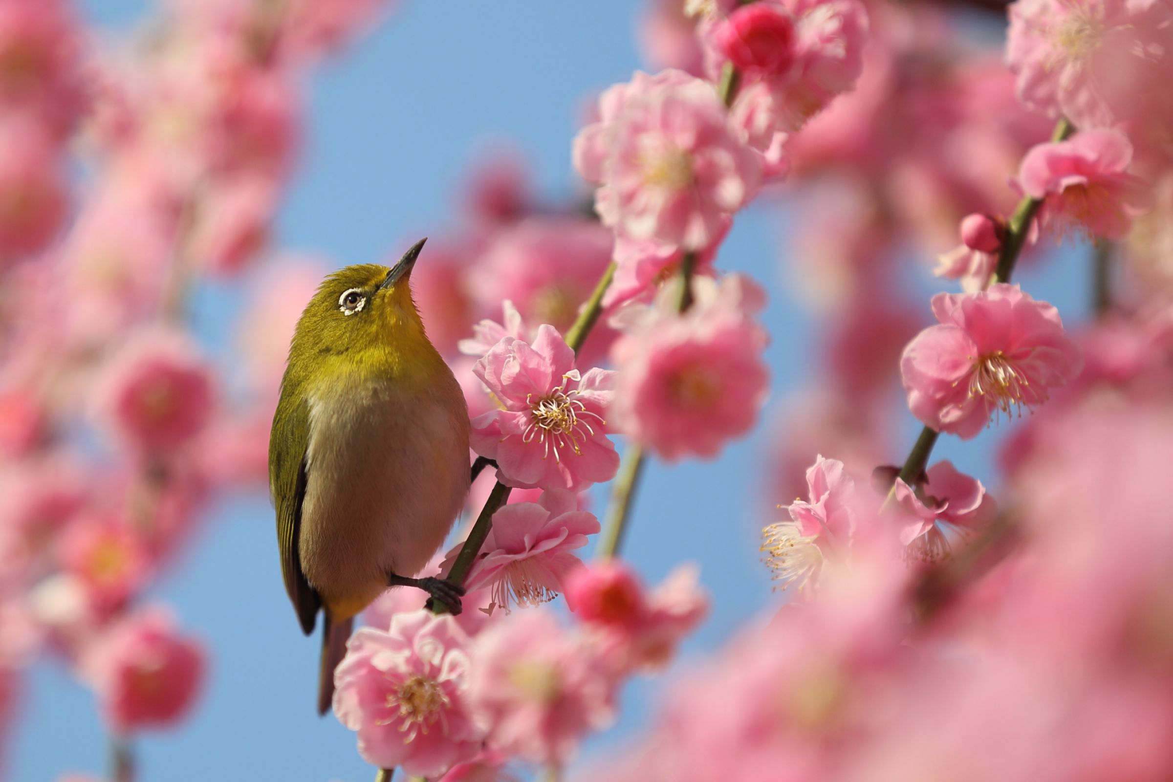 しだれ梅とメジロ | GANREF