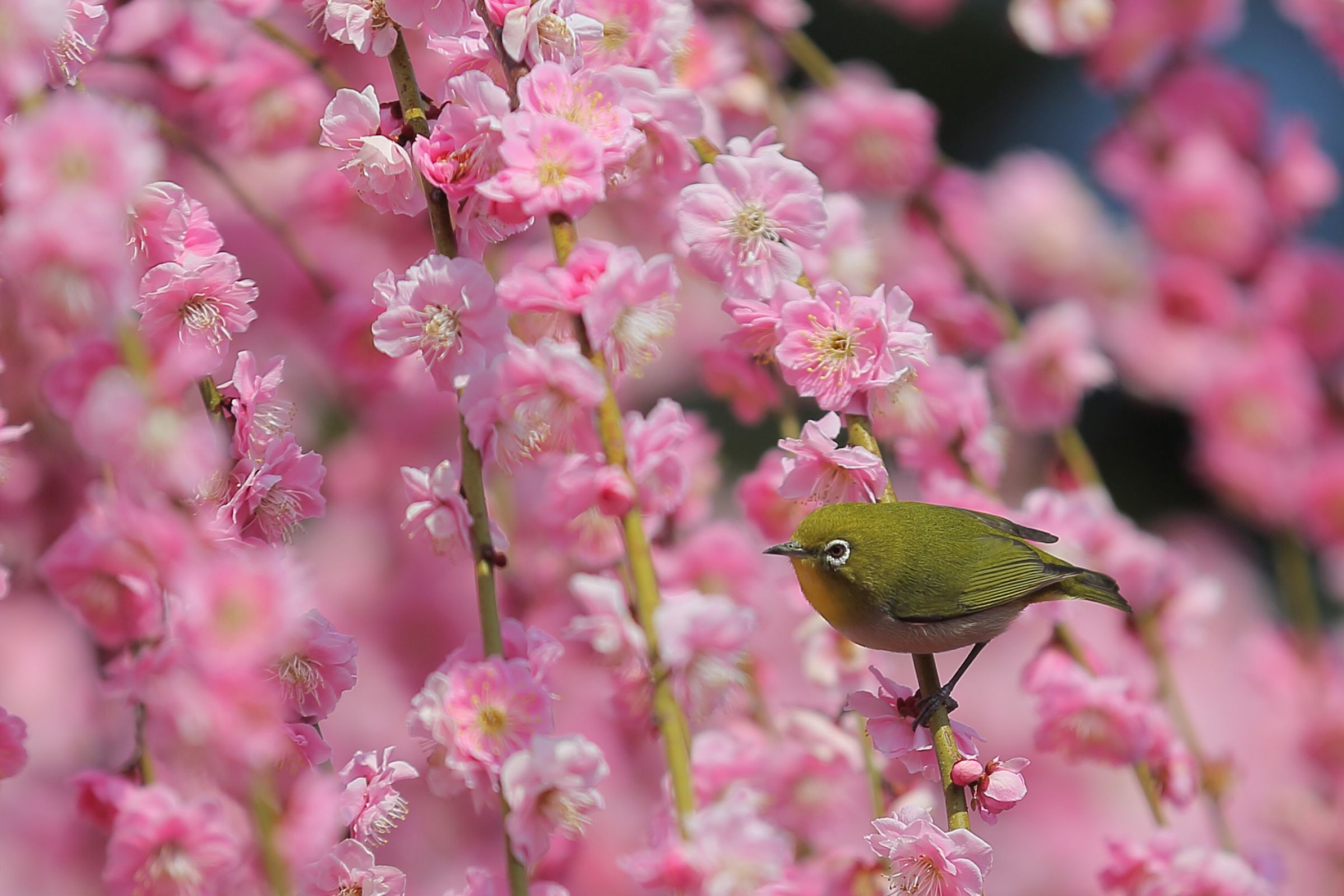 しだれ梅とメジロ 2 | GANREF