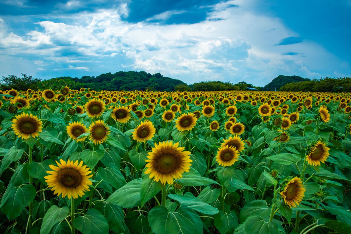 summer time | GANREF
