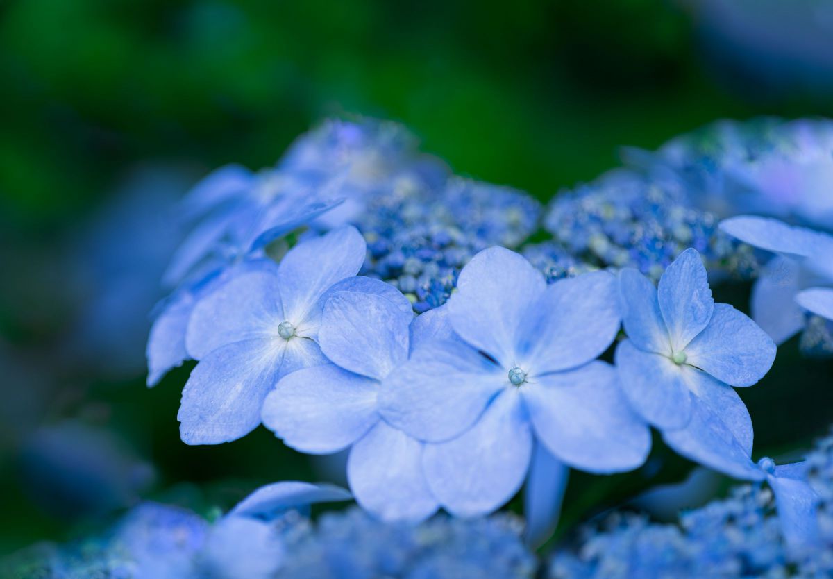 Blue | GANREF