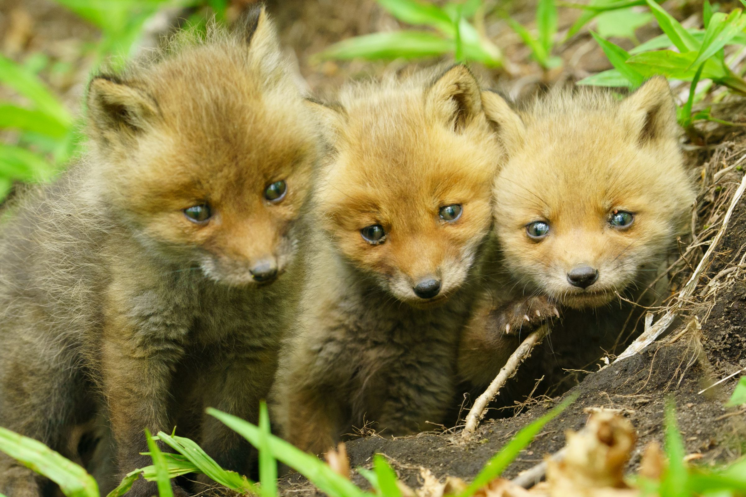 こぎつね兄弟 | GANREF