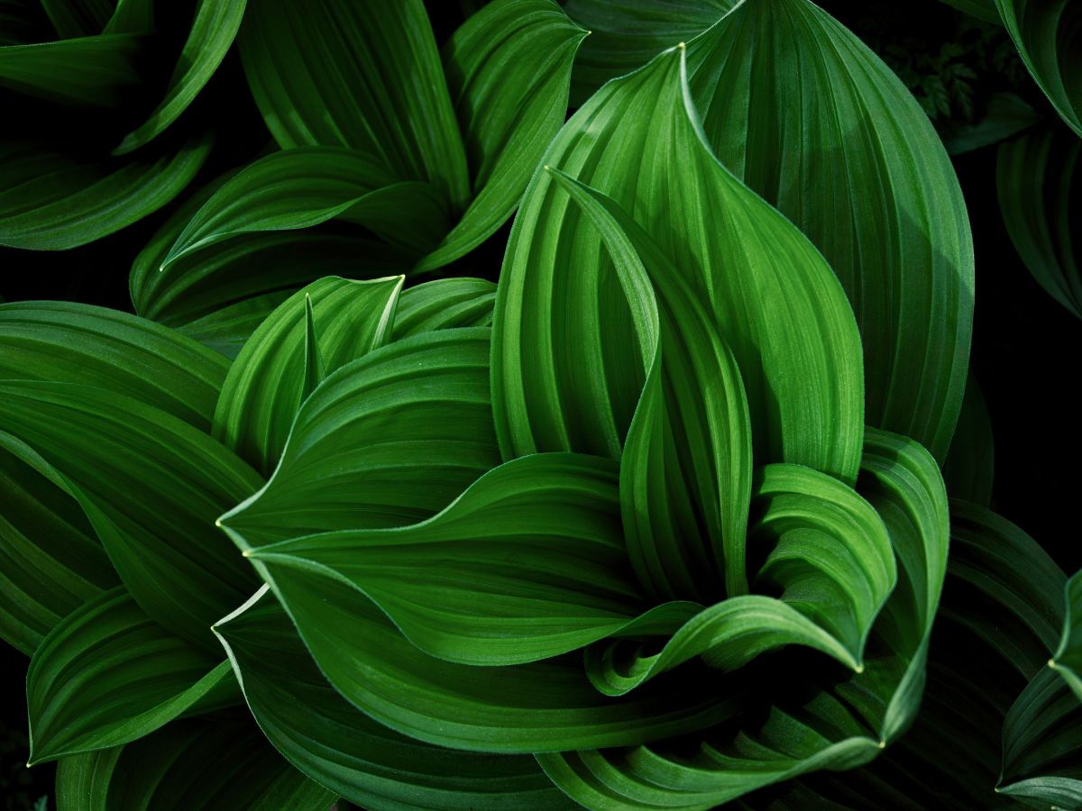 Green | GANREF