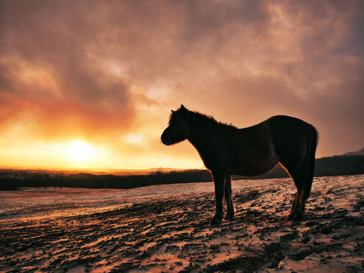 dawn | GANREF