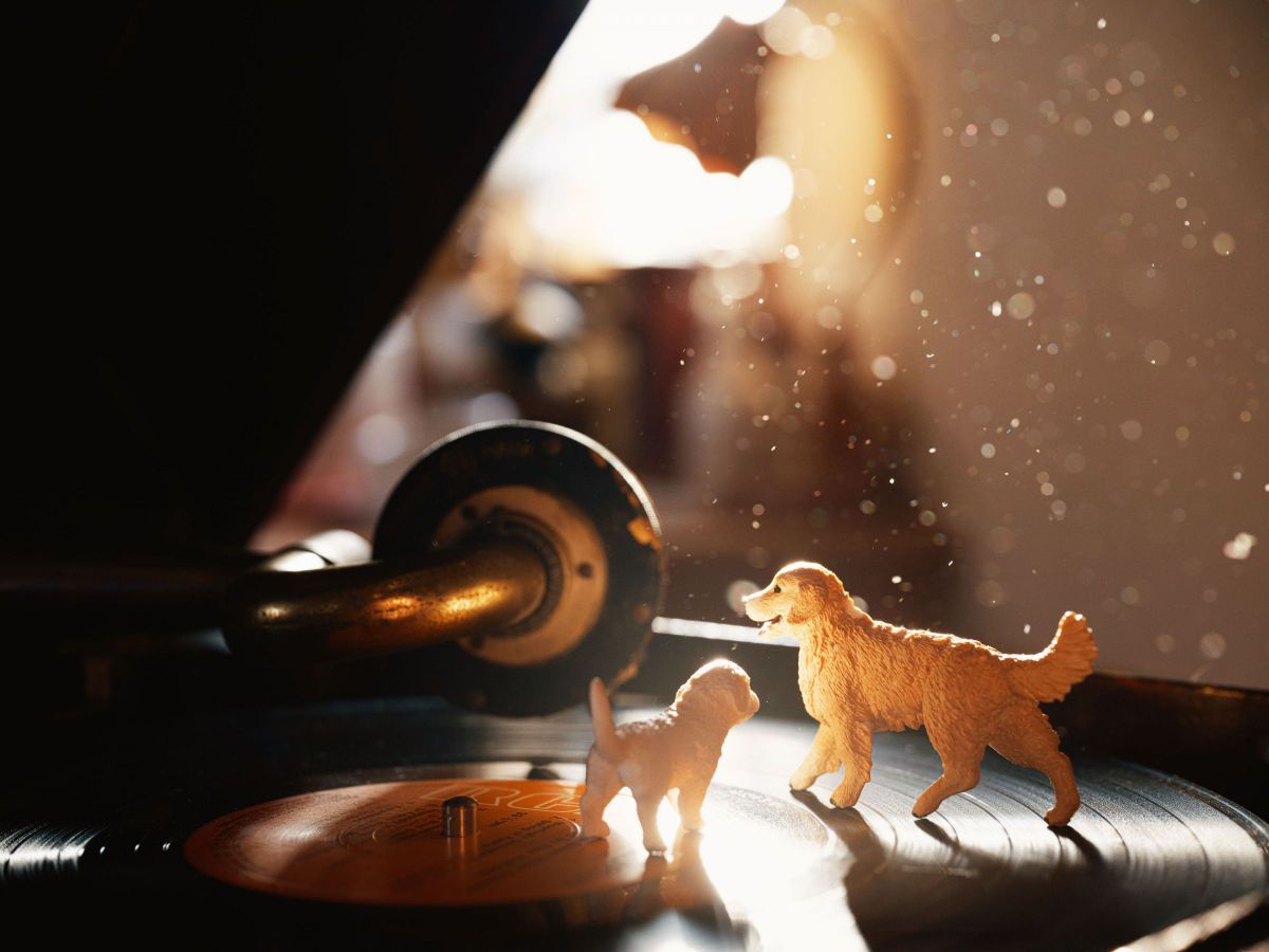 SIGMA 70mm F2.8 DG MACRO | Artで撮影された写真 | 写真検索
