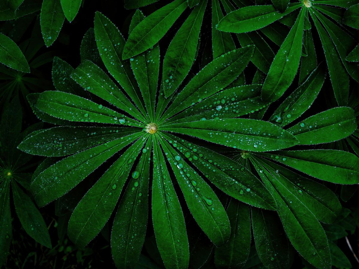 Green | GANREF