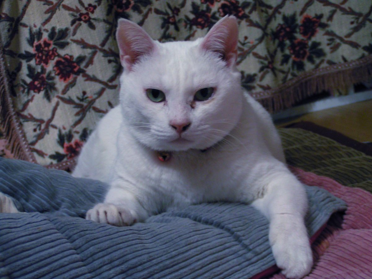 美人薄命 動物 猫 Ganref