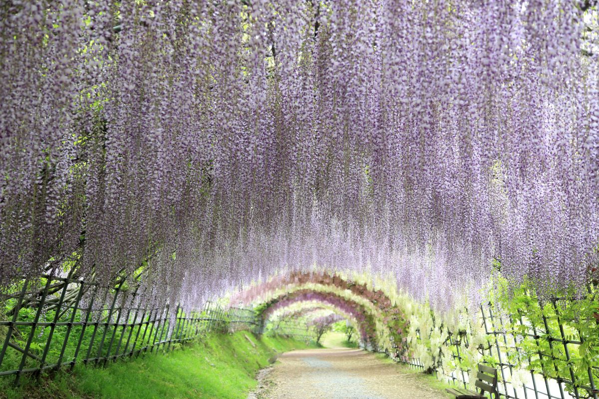 藤花隧道 植物 花 花びら Ganref