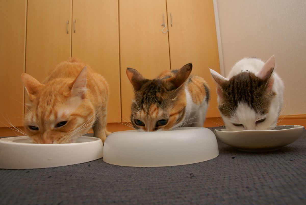食事中の耳の角度はキツネ風 動物 猫 Ganref 食事中の耳の角度はキツネ風 動物 猫 Ganref