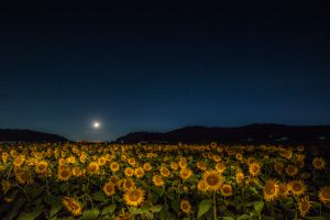 8f1037e7c4a0b68ef54447989042a2