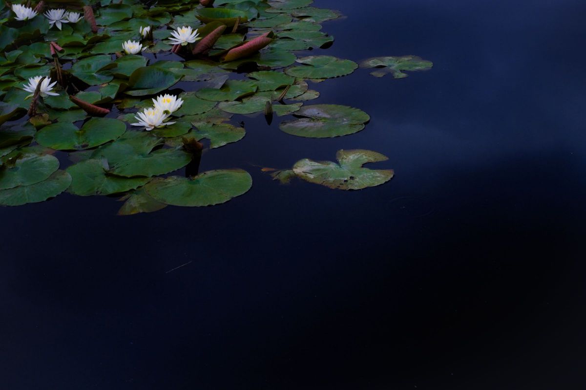 Midnight Bloom。 | GANREF