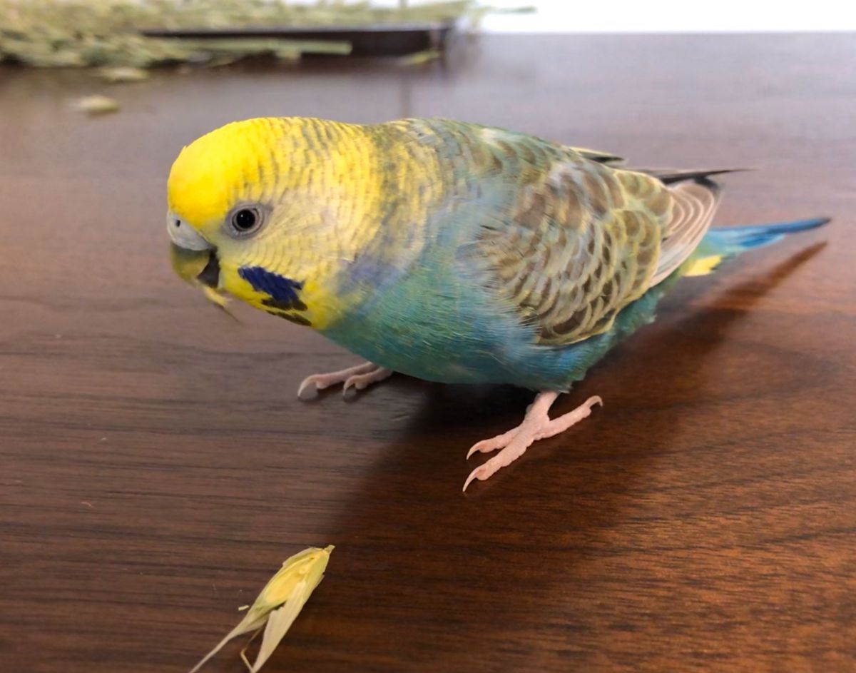 おいちい 動物 鳥類 Ganref