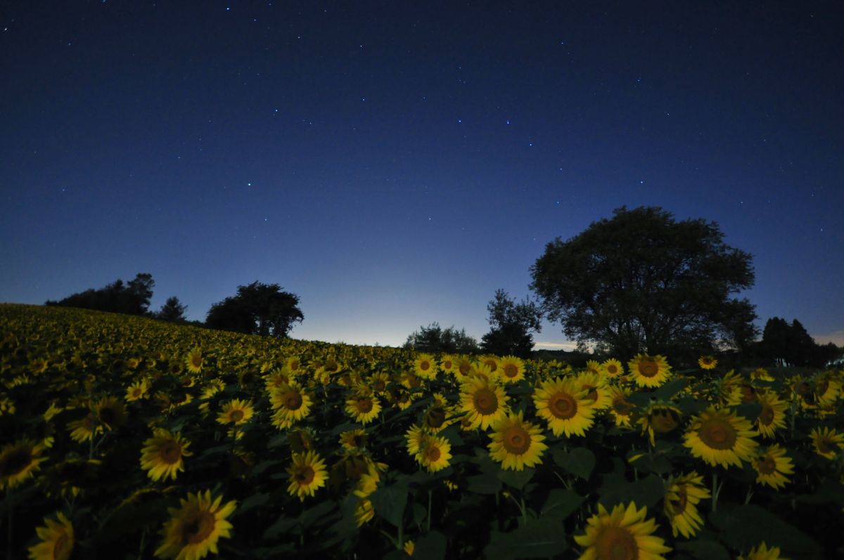 向月葵 自然 風景 大地 Ganref