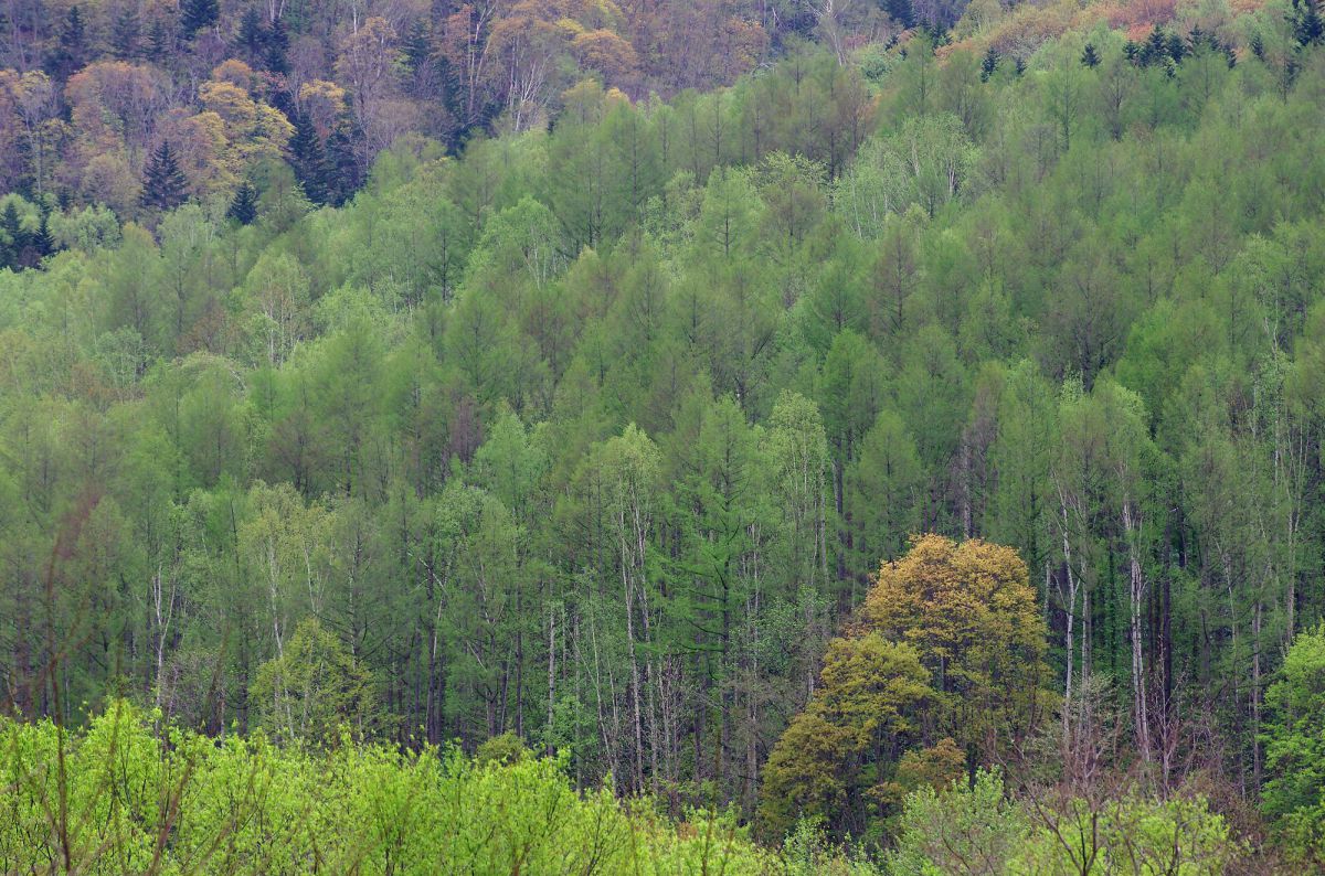 春の山の色 自然 風景 山 Ganref