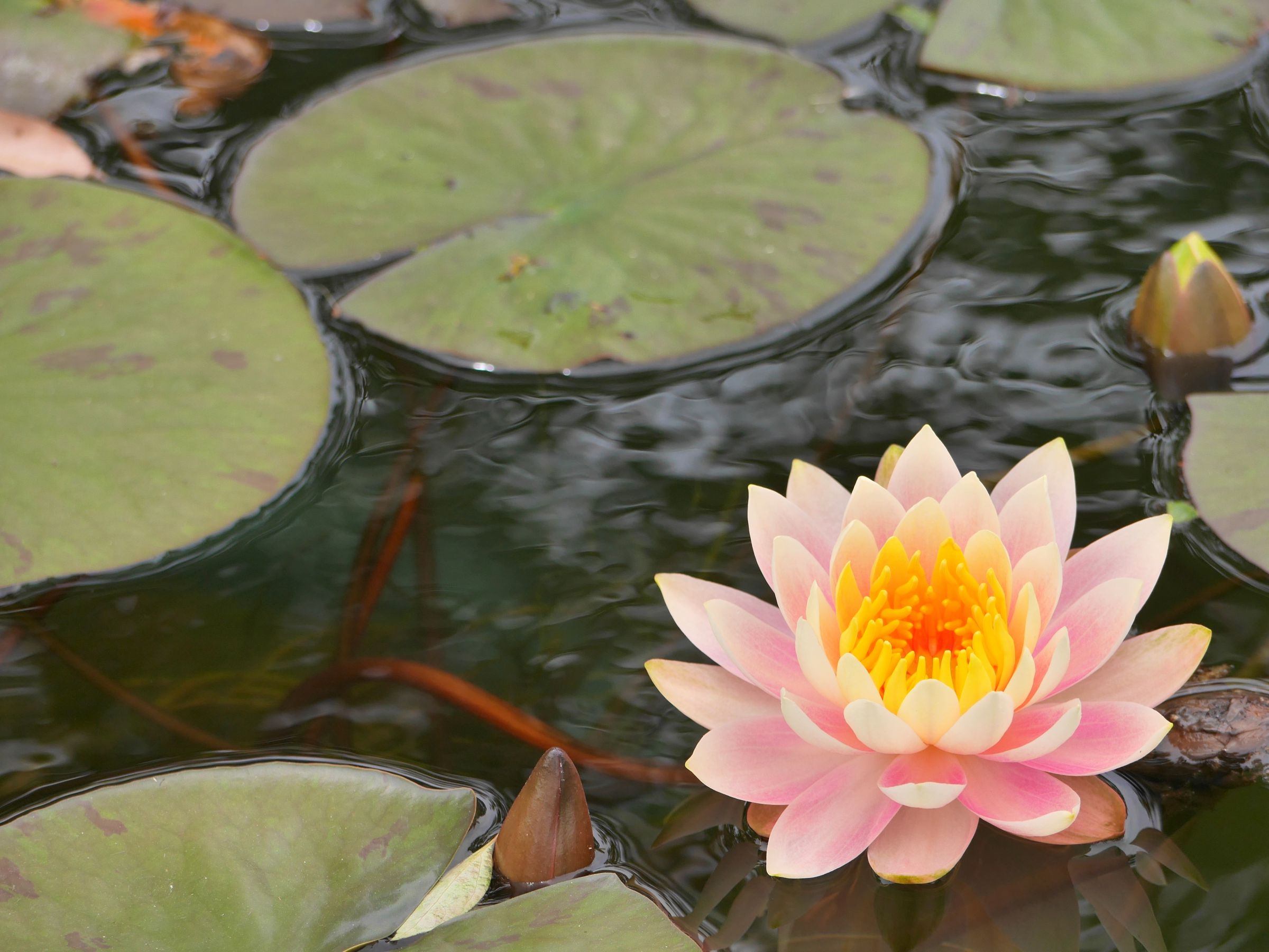 水面の華 | GANREF