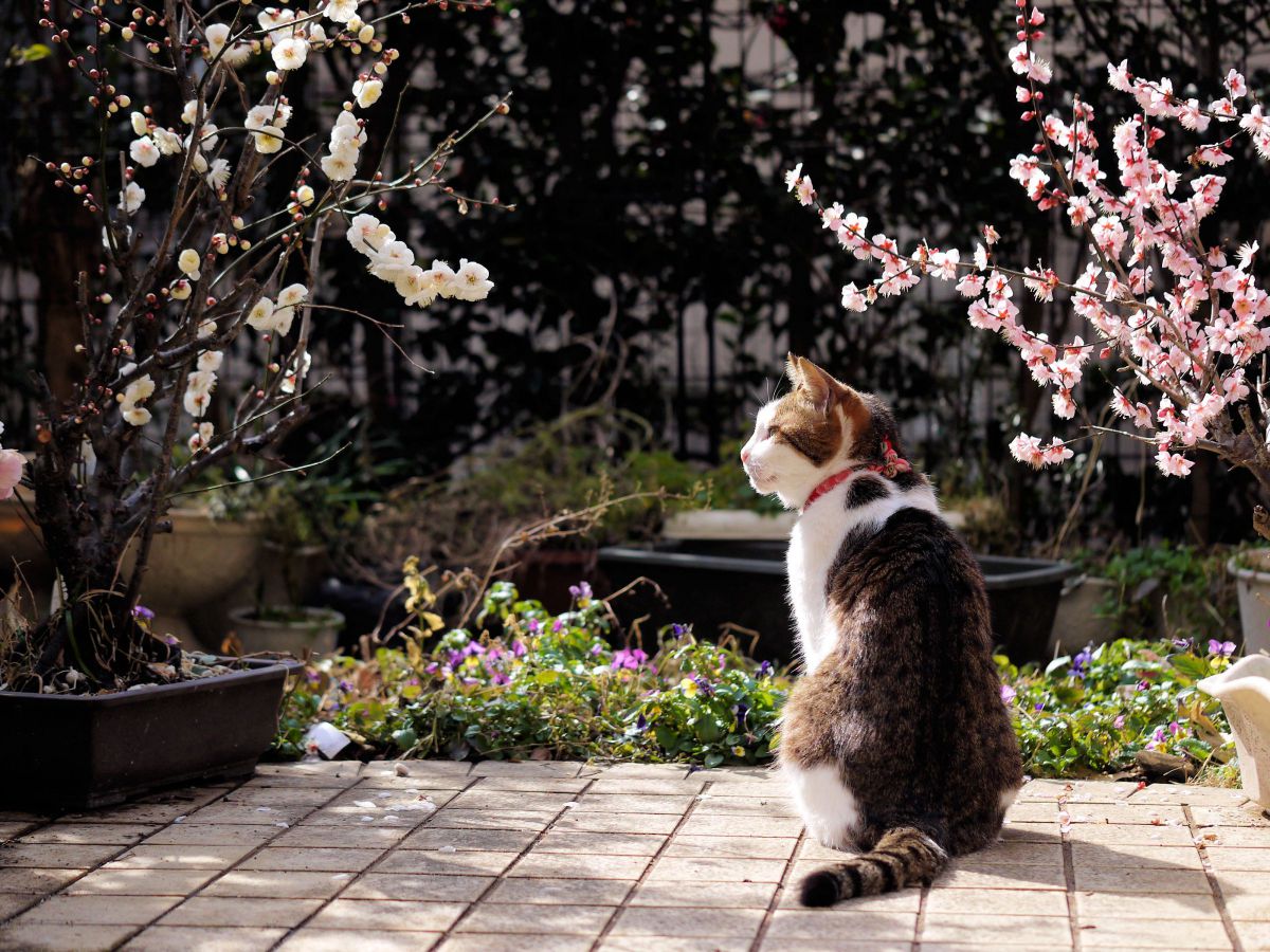LUMIX DMC-GF3で撮影された写真 | 写真検索 | GANREF
