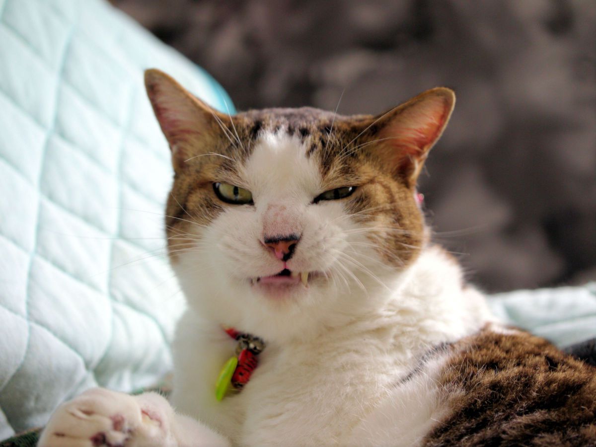 にやり 風丸 動物 猫 Ganref